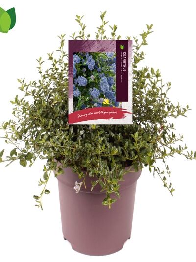 Kriechende Säckelblume / Ceanothus thyrsiflorus repens