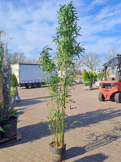Semiarundinaria fastuosa (Arundinaria fastuosa) Säulen-Bambus 150-200 cm C20, aufrechte Halme mit schmalen grünen Blättern im Topf
