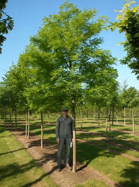 Gold-Gleditschie (Gleditsia triacanthos 'Sunburst') Hochstamm 30–35 StU mit Drahtballen, Baum mit gelbgrünem Laub im Feldbestand.