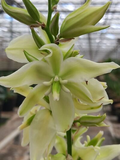 Gelbgestreifte Palmlilie 'Bright Edge' - Yucca filamentosa 'Bright Edge'