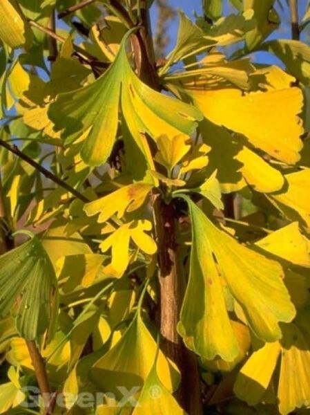 Säulenförmiger Ginkgobaum 'Tremonia' kaufen