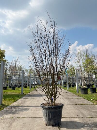 Kreppmyrte / Kräuselmyrte 'Purple Star' mehrstämmig / Lagerstroemia indica 'Purple Star' (876198)