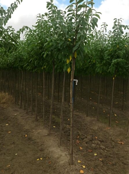 Prunus domestica 'Voyageur' / Pflaume 'Voyageur' Hochstamm 10-12 StU, junger Obstbaum mit geradem Stamm und grünen Blättern.