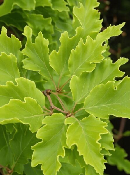 Gelbblättrige Buche (Fagus sylvatica 'Rohan Gold') – Nahaufnahme gelbgrüner, gelappter Blätter am Zweig.
