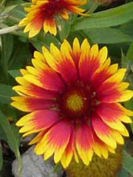 Gaillardia x grandiflora 'Kobold' / Papageienblume 'Kobold' / Großblumige Kokardenblume 'Kobold'