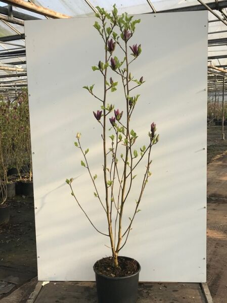 Magnolia ‘Black Beauty’® / Magnolie ‘Black Beauty’® 175–200 cm C20, mehrtriebige Pflanze im Container mit Knospen und Blättern