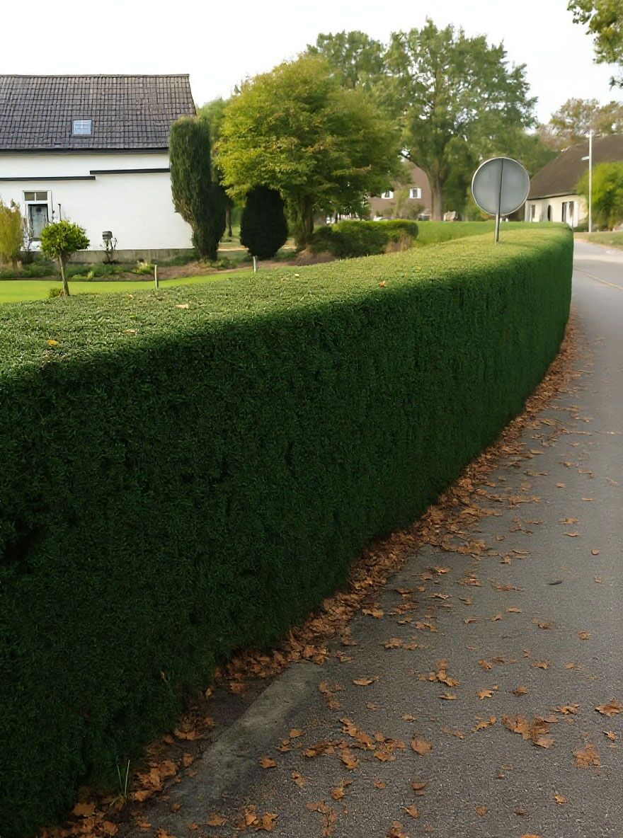Becher-Eibe 'Hicksii' - Taxus media 'Hicksii' - Baumschule NewGarden