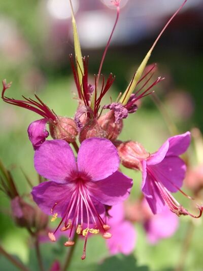 Balkan-Storchschnabel 'Czakor' - Geranium macrorrhizum 'Czakor'