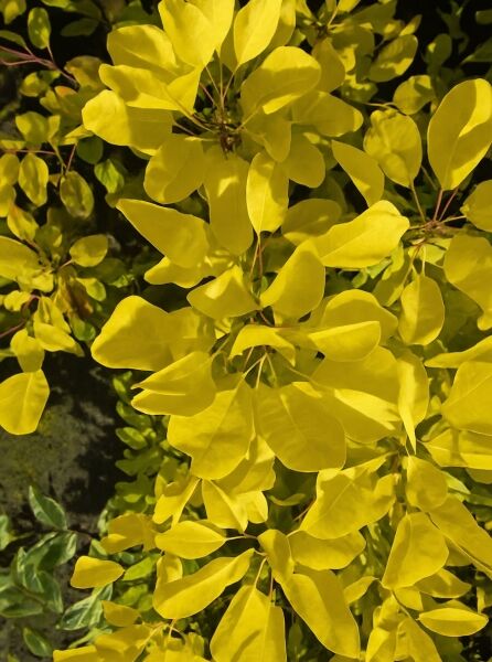 Gold-Perückenstrauch / Gold-Perückenstrauch