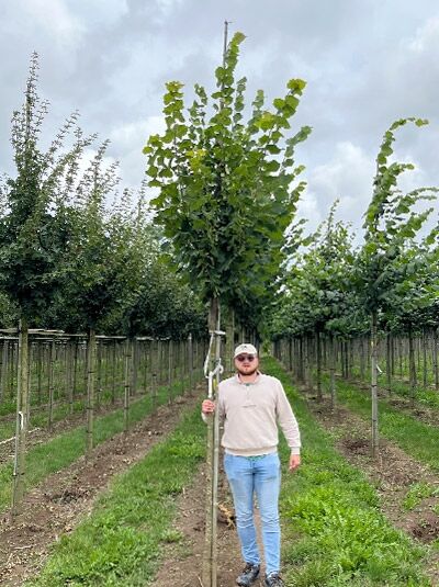 Tilia platyphyllos 'Rubra' / Korallenrote Sommer-Linde, Hochstamm 14-16 StU, Baum mit Stamm und Krone im Feldbestand.