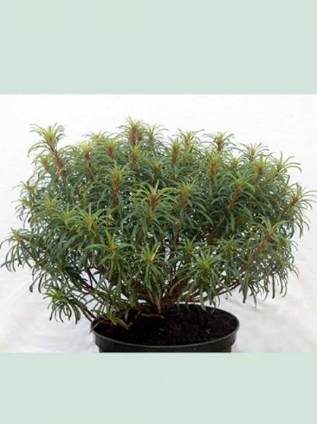 Rhododendron 'Filigran' / Rhododendron ponticum 'Filigran'