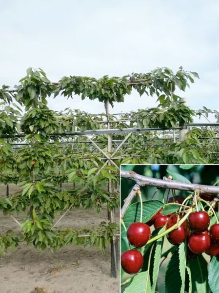 Süßkirsche Stella &#039;Boden-Spalier&#039; H:180 B:160 T:20 (Stamm 50 cm) / Prunus avium &#039;Stella&#039;