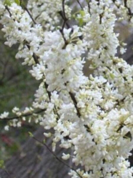 Cercis canadensis 'Texas White' / Weißblühender Judasbaum 'Texas White'