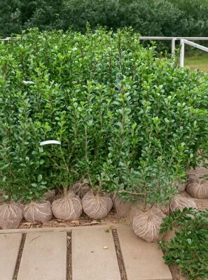 thuja plicata atrovirens kaufen Thuja plicata 'Atrovirens'  Majestic Trees