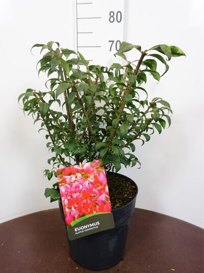 Euonymus alatus 'Compactus' (Niedriger Korkspindelstrauch) im Topf, 40–50 cm, C5, mit grünem Laub und Pflanzenetikett.