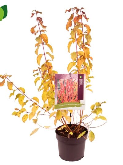 Roter Hartriegel 'Midwinter Fire' / Cornus sanguinea 'Midwinter Fire'