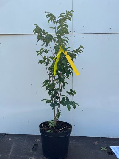 Japanische Scheinkamelie / Sommerkamelie - Stewartia pseudocamellia