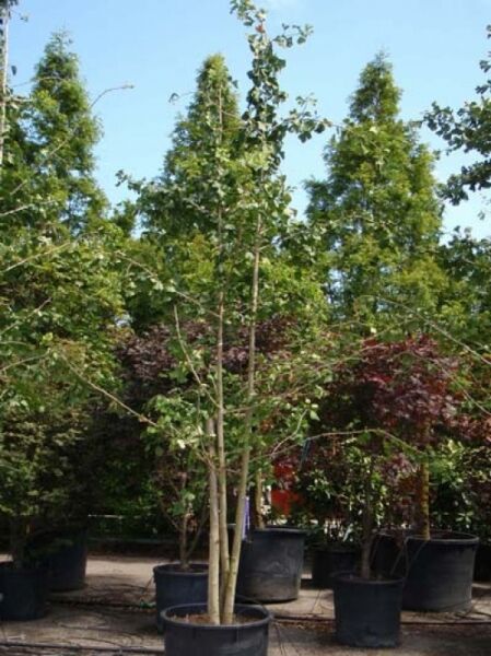 Mehrstämmiger Ginkgobaum (Ginkgo biloba) im Container C240, ca. 350–400 cm hoch, mit grünem Laub.