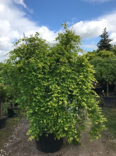 Grüner Hänge-Fächer-Ahorn 'Ryusen' (Acer palmatum 'Ryusen') 200-250 cm C180 im Container, grünes Laub, überhängender Wuchs.