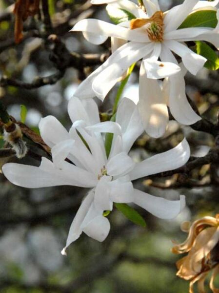 Stern-Magnolie 'Waterlily' / Magnolia stellata 'Waterlily'