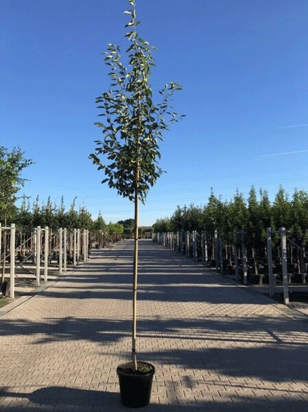 Baum-Felsenbirne 'Robin Hill' (Amelanchier arborea) Hochstamm im Container mit schlankem Stamm und belaubter Krone