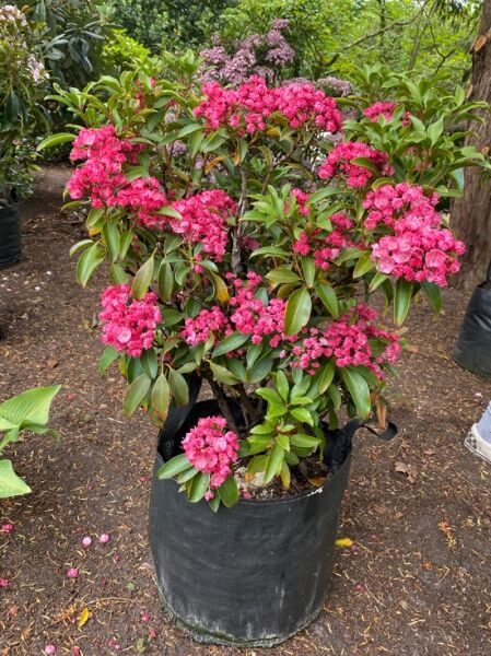 Kalmia latifolia 'Kaleidoscope' (Lorbeerrose/Berglorbeer) 50–60 cm, Solitär im Topf, mit pinken Blüten und grünen Blättern