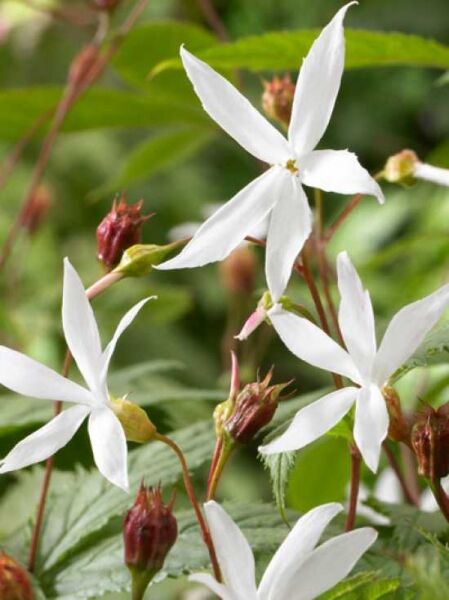 Gillenia trifoliata / Dreiblattspiere