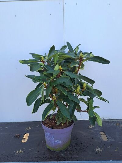 Rhododendron Hybride 'INKARHO Dufthecke weiß®' (Rhododendron), 30–40 cm im C5-Topf, grünes Laub mit Knospen.
