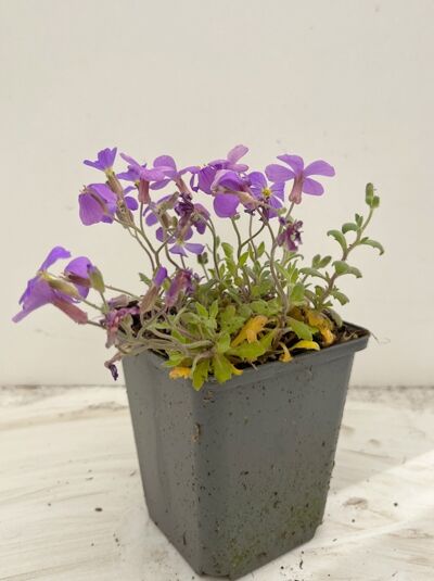 Blaukissen 'Cascade Blue' - Aubrieta 'Cascade Blue'