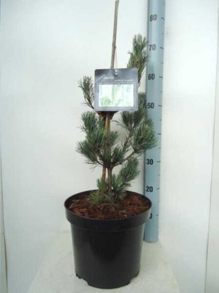 Pinus parviflora 'Tempelhof' / Mädchen-Kiefer 'Tempelhof', ca. 40–50 cm im schwarzen Pflanztopf mit nadeligem Wuchs