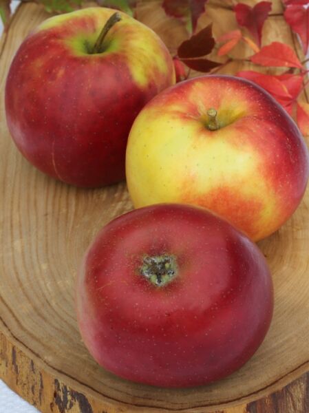 Apfel &#039;Jonagold&#039; / Malus domestica &#039;Jonagold&#039;