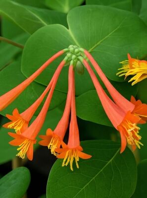Geiblatt - Lonicera gnstig in Top-Baumschulqualitt kaufen
