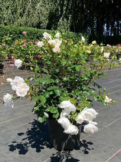 Rosa 'Hella' (Kletterrose) ADR-Rose C5 im Topf, mit weißen, halbgefüllten Blüten und grünem Laub.