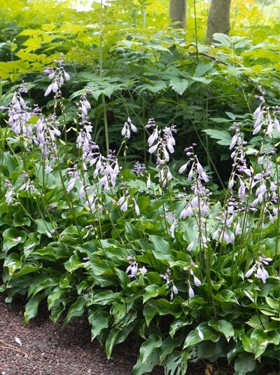 Schmalblättrige Funkie 'Harry van Trier' / Hosta cultorum 'Harry van Trier'