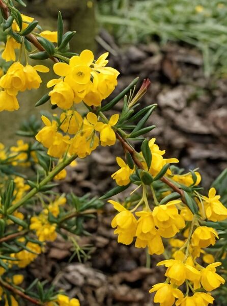Schmalblättrige Berberitze (Berberis stenophylla) mit gelben, hängenden Blüten und schmalen, grünen Blättern am Zweig
