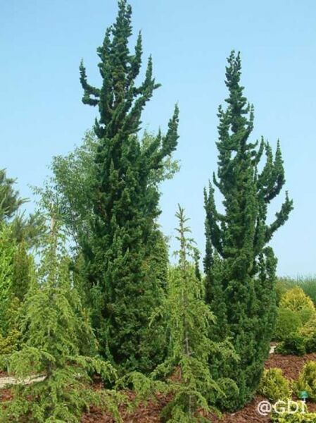 Juniperus chinensis 'Torulosa' (Wacholder 'Torulosa') mit säulenförmigem, dichtem, dunkelgrünem Nadelkleid im Beet.