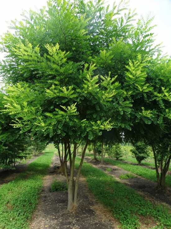 Styphnolobium japonicum 'Regent'  Japanischer Schnurbaum 'Regent';  Honigbaum; Perlschnurbaum; Japanischer Perlschnurbaum; Japanischer  Pagodenbaum; Rosenkranzbaum; Sauerschotenbaum