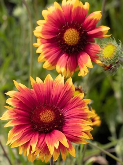 Garten-Kokardenblume 'Fackelschein' / Gaillardia x grandiflora 'Fackelschein'