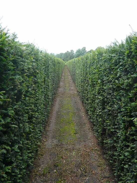 Eibe / Heimische Eibe / Fertighecke / Heckenelement 180-200 cm - Taxus  baccata