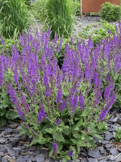 Steppen-Salbei / Gartensalbei 'Mainacht' / Steppen-Salbei / Gartensalbei 'Mainacht'