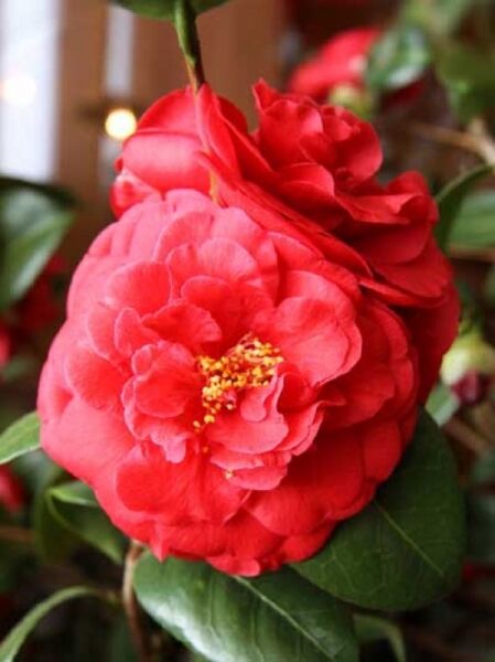 Japanische Kamelie rot / Camellia japonica rot