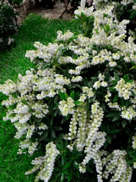 Pieris japonica 'Purity' / Japanische Lavendelheide 'Purity'
