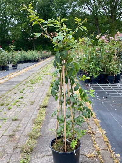 Rosa 'Rambling Rector' / Kletterrose 'Rambling Rector' C5 im Topf, rankender Trieb an Bambusstäben mit grünem Laub
