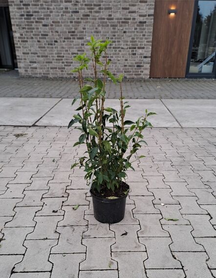 Forsythie 'Week-End' (Forsythia intermedia 'Week-End ®'), grüner Strauch im schwarzen Pflanztopf, Variante 60-100 cm C5