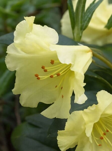 Rhododendron Hybride 'Saffrano' (Rhododendron 'Saffrano'), gelbe Blüte mit orangefarbenen Staubbeuteln und grünen Blättern