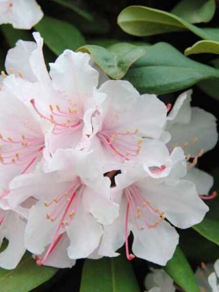 Rhododendron 'Jacksonii' / Rhododendron Hybride 'Jacksonii'