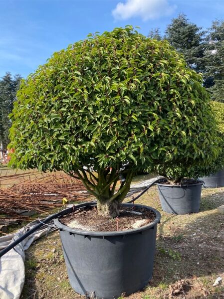 Prunus lusitanica 'Angustifolia' / Portugiesischer Kirschlorbeer 'Angustifolia', Schirmform, 200 cm breit x 165 cm hoch, im Container