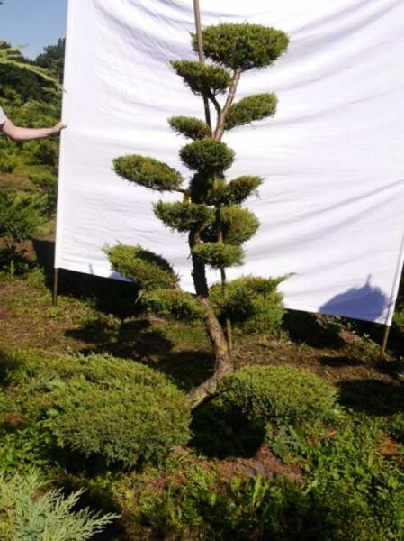 Juniperus media 'Hetzii' H: 190 cm B: 140 cm / Garten-Bonsai (301560)