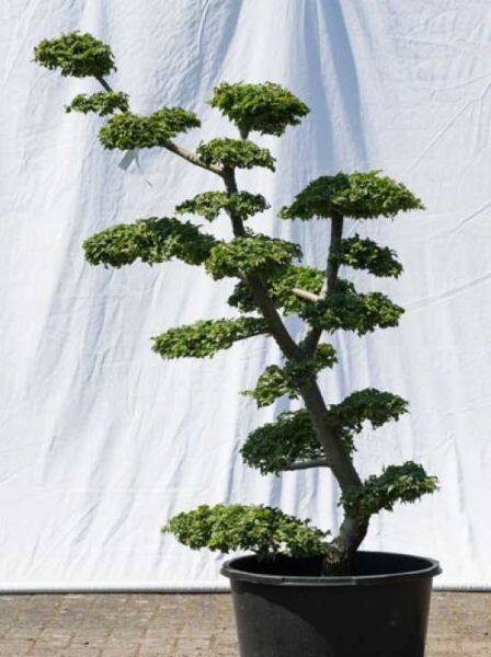 Garten-Bonsai (560) / Ulmus minor 'Jacqueline Hillier' H: 150 cm B: 100 cm