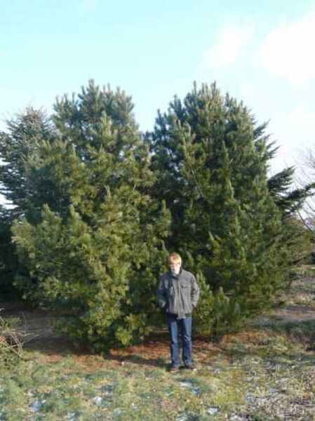Pinus cembra / Zirbel-Kiefer / Arve